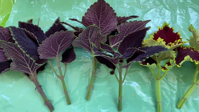 Grow Coleus From Cuttings In Water. Размножение колеусов в воде