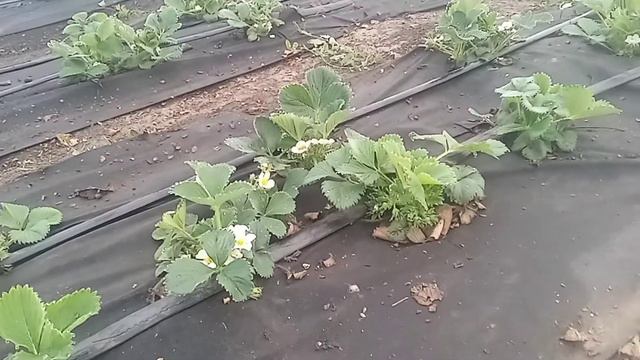 Клубника. Украина. Кривой Рог. 07 Апреля смотреть онлайн
