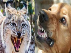 Необычные истории про животных. Аудио рассказы.