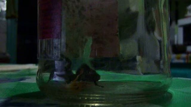 вот такой гость был у нас в липецкой области похож на тарантула(часть 1) смотреть онлайн