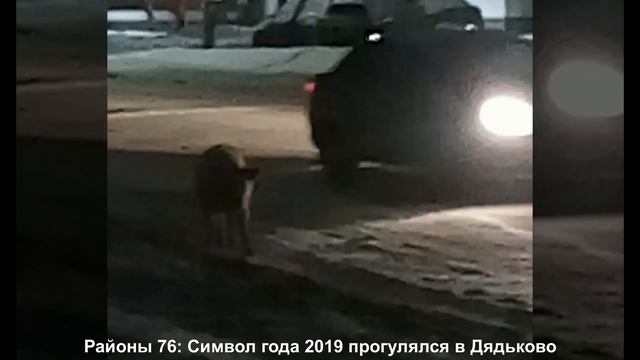 Хряк прогулялся в Дядьково по улице Светлая (Ярославль) смотреть онлайн