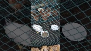 Первая подсадка молодого петуха к курам в курятник