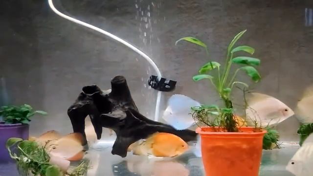 #ПЕТУШКИ & #ДИСКУСЫ!!! Кого выгоднее #разводить. Часть #2.