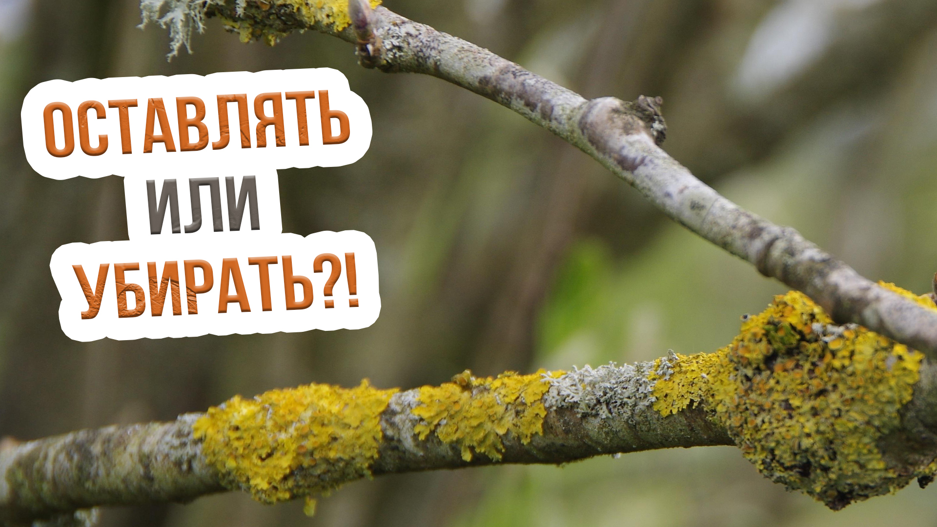 ЧТО НУЖНО ЗНАТЬ о мхах и лишайниках на деревьях? Что делать с лишайником и мхом на деревьях