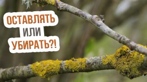 ЧТО НУЖНО ЗНАТЬ о мхах и лишайниках на деревьях? Что делать с лишайником и мхом на деревьях