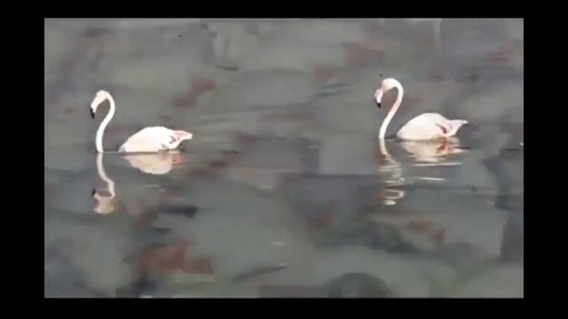 Flamingos in The Dubai Desert Ras Al Khor Wildlife@flamingo @PrimitiveWildlife @KidsDianaShow смотреть онлайн