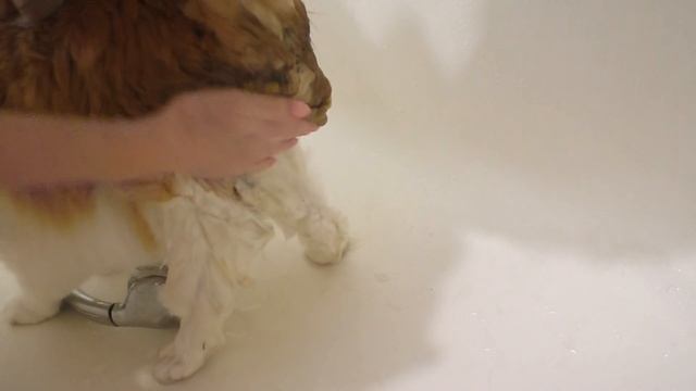 ГЕНЕРАЛЬНАЯ Уборка у хомки СТРЕЛКИ / КУПАЕМ КОТА Васю / уборка клетке хомяка / Alisa Easy Pets смотреть онлайн