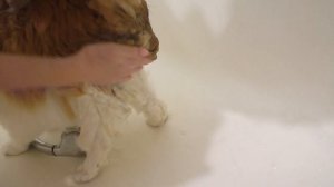 ГЕНЕРАЛЬНАЯ Уборка у хомки СТРЕЛКИ / КУПАЕМ КОТА Васю / уборка клетке хомяка / Alisa Easy Pets