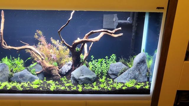 Aquael glossy 260 pierwszy dzień od zalaniań😉 смотреть онлайн