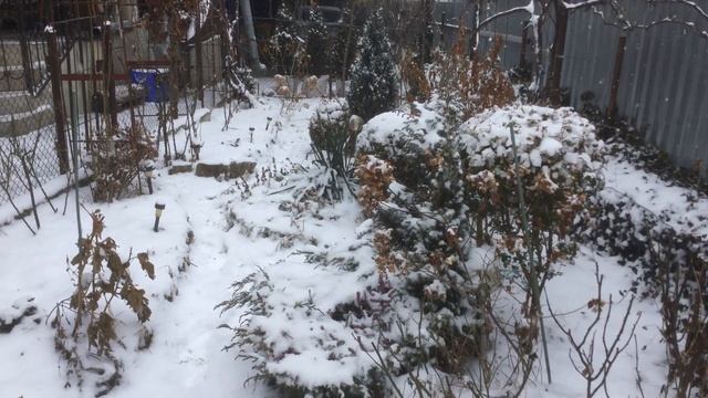 Кустарники—архитекторы сада. А снег идёт... смотреть онлайн