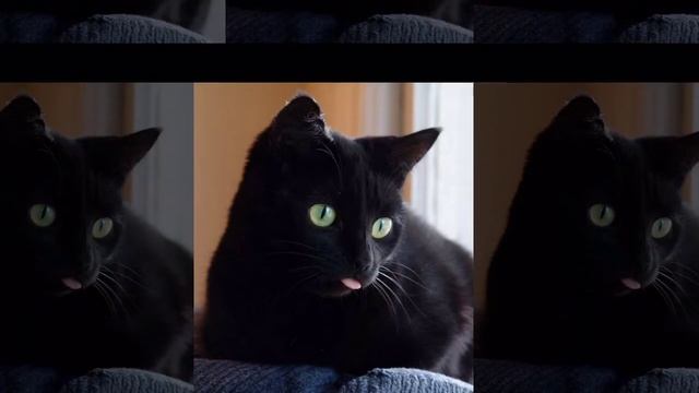 Черные коты: ох, если черный кот дорогу перешел! смотреть онлайн