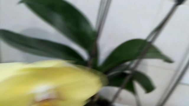 Орхидеи 64 / Обзор орхидей на февраль месяц /