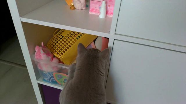 Вижу цель, не вижу преграды/ #котКокос