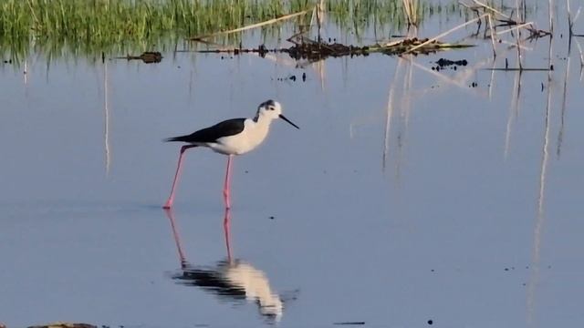 Лето в окрестностях Темиртау. #темиртау #казахстан #природа