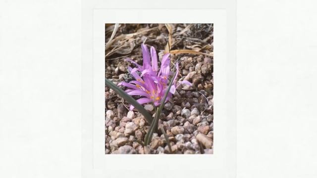 Брандушка весенняя (Bulbocodium vernum) смотреть онлайн