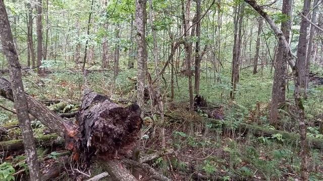 Опята. Иду на разведку, посмотреть пошли ли сейчас эти грибы в лесу в Подмосковье смотреть онлайн