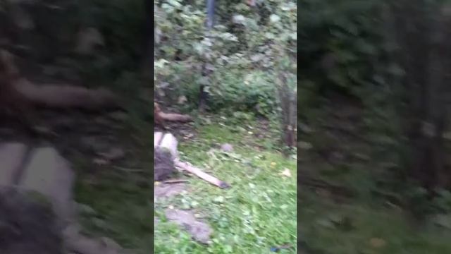 Ловля лисы (часть 1) смотреть онлайн