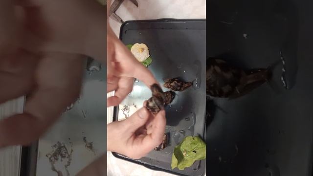 Как растут улитята.Замер.#ахатины #улитки #улиткиахатины #африканскаяулитка #ахатинафулика смотреть онлайн