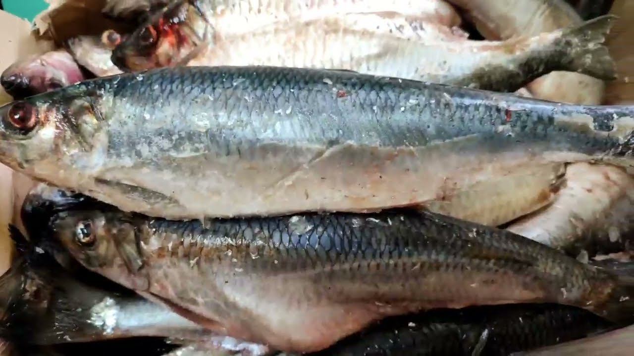 Сельдь Олюторская НР крупная смотреть онлайн