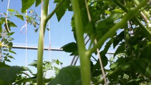 Обрезка томатов. Полное руководство с примерами.