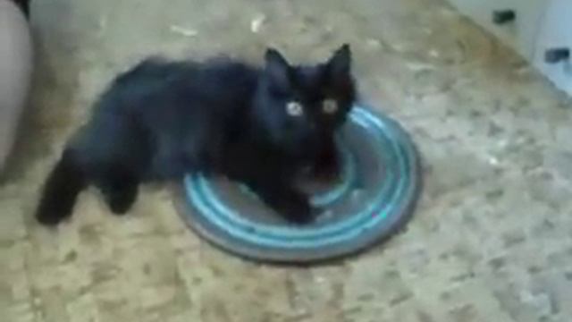 Котик крутится на диске! смотреть онлайн
