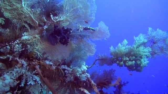 Коралловый риф - Подводный мир Египта