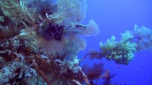 Коралловый риф - Подводный мир Египта