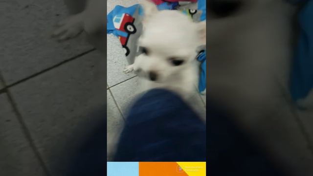 milk o doguinho raivoso e a perna do dono episodio milk 2/MILK смотреть онлайн