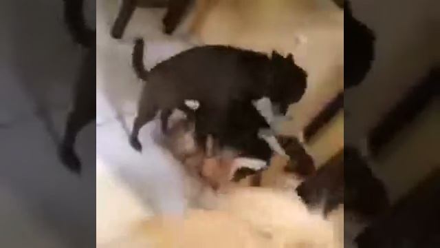 Собаки динго смотреть онлайн