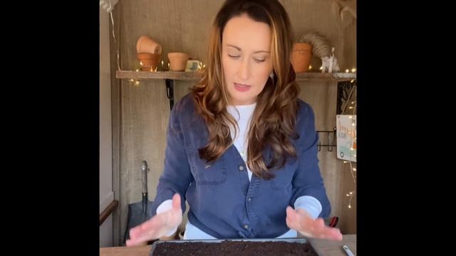 How to Grow Rudbeckia from seed смотреть онлайн