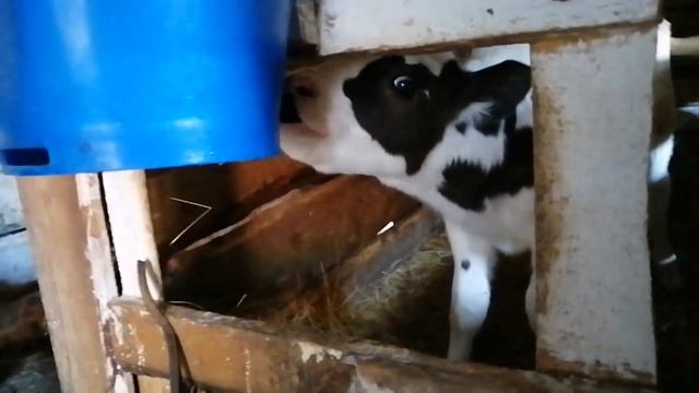 Гаврюша. Суточный бычок. смотреть онлайн