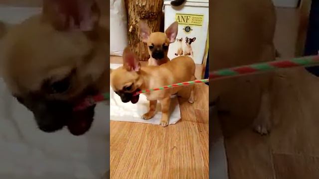 Доллар, гладкошерстный чихуахуа девочка смотреть онлайн