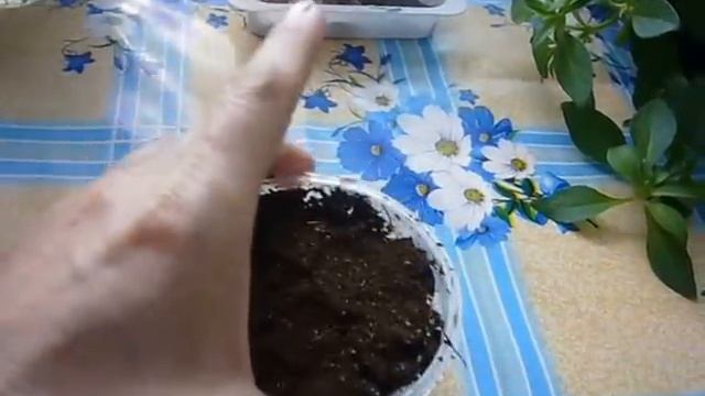 продолжение посев баклажанов в смесь,12 января смотреть онлайн