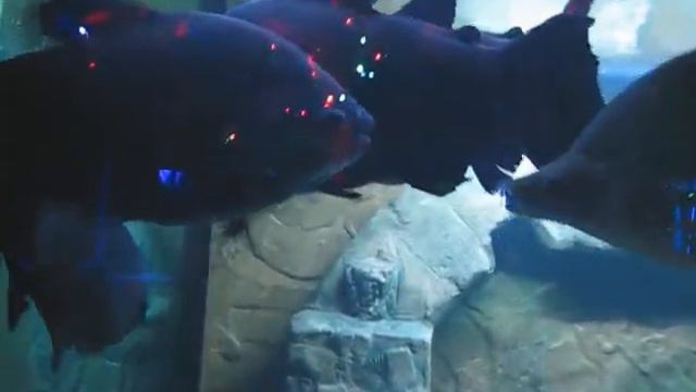 Евпаторийский аквариум смотреть онлайн