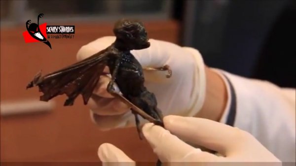 ТОП 5 РЕАЛЬНЫХ ЭЛЬФОВ СНЯТЫХ НА КАМЕРУ