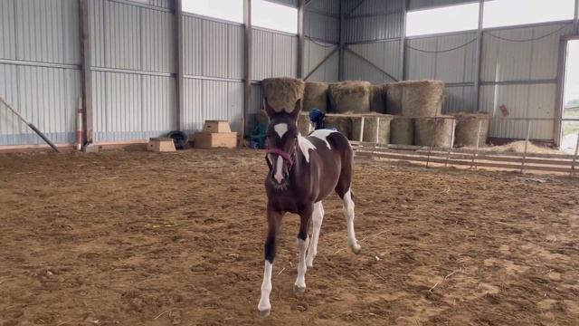 Как себя чувствует Дея на новом месте? Знакомство с другими лошадьми. Сколько весит жеребенок ? смотреть онлайн