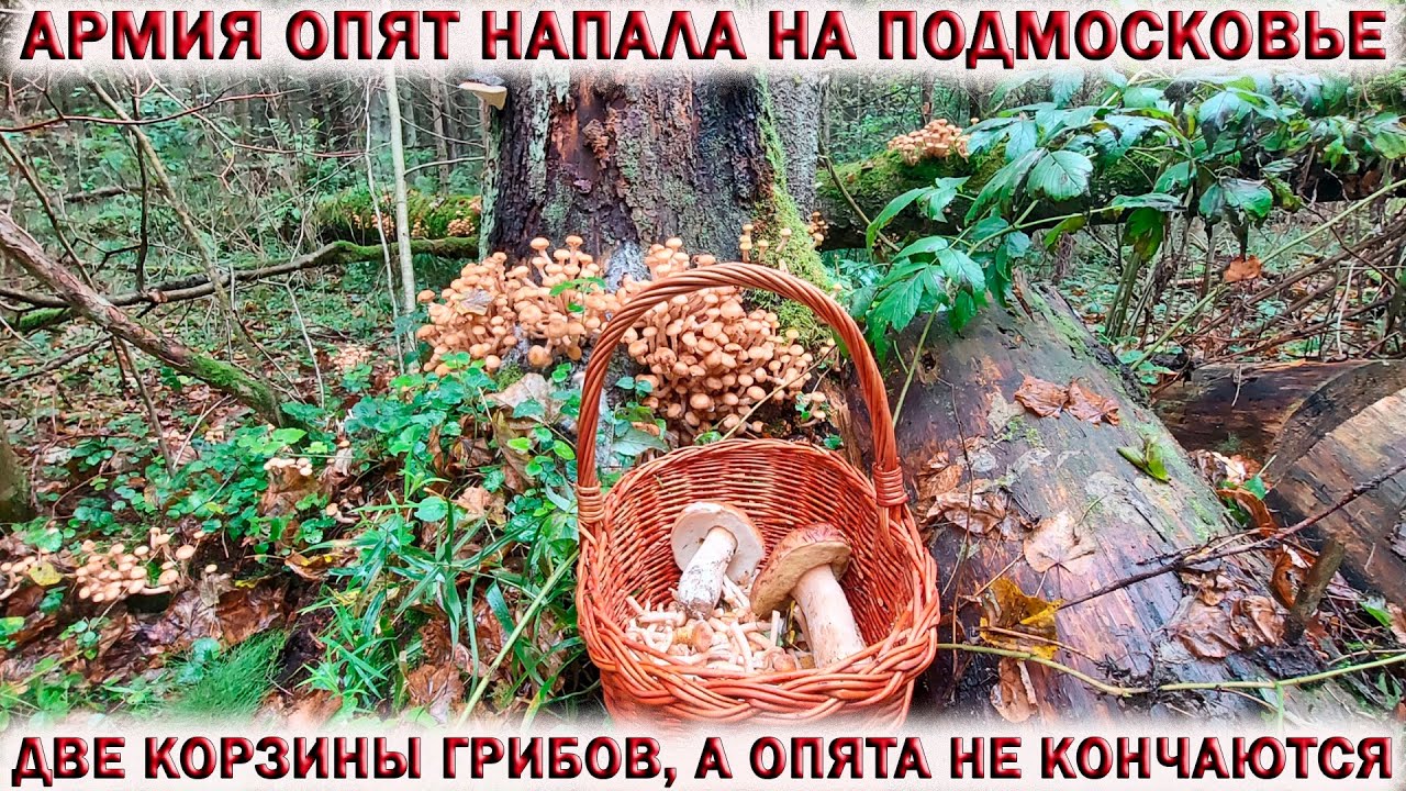 ?АРМИЯ ОПЯТ НАПАЛА НА ПОДМОСКОВЬЕ.?ДВЕ КОРЗИНЫ ГРИБОВ, А ОПЯТА НЕ КОНЧАЮТСЯ. смотреть онлайн