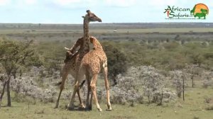 Giraffes (Giraffa camelopardalis)