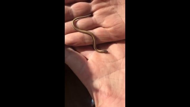 Маленькая медяночка. Бесконечная грация и совершенство Природы. смотреть онлайн