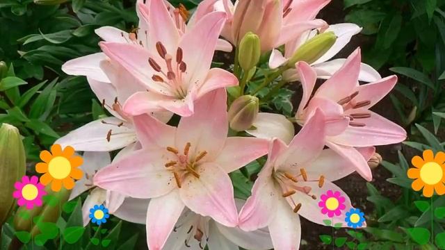 Лилия (Marlene). Краткий обзор: Лилия описание характеристик, где купить луковицы смотреть онлайн