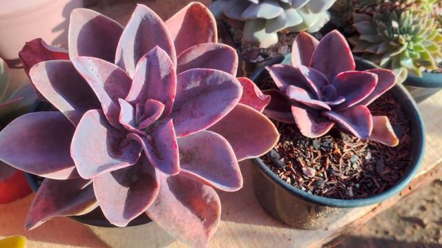 Fungos!😱 Como evitar - Cuidado com nossas Suculentas! смотреть онлайн