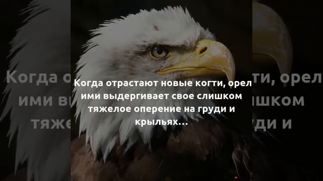 Что делает Орёл когда доживает до старости.. смотреть онлайн