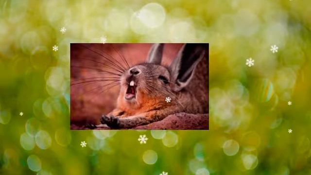 Animals🐶 смотреть онлайн