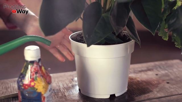 Капаю Под Все Цветы В Доме -зацветают Как Сумасшедшие! Калийная Соль Для Домашних Цветов И Растений смотреть онлайн