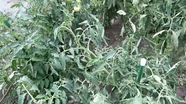 ОБЗОР ВСЕГО ОГОРОДА. 3 СОТКИ А СКОЛЬКО ВСЕГО РАСТЕТ. смотреть онлайн