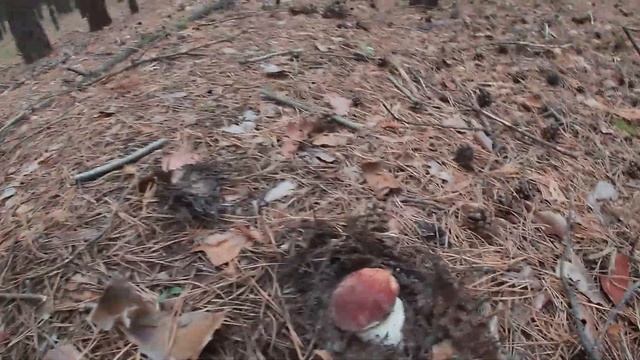 Сбор Белых Боровиков.Караканский бор.Часть 1#белыйгриб#тихаяохота смотреть онлайн