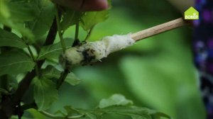 Избавляемся от муравьёв с помощью подсолнечного масла. Советы для богатого урожая!