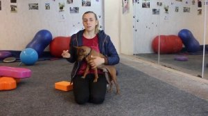 той терьер или цверг пинчер - кого выбрать? как правильно выбрать  породу тойтерьер и цвергпинчер