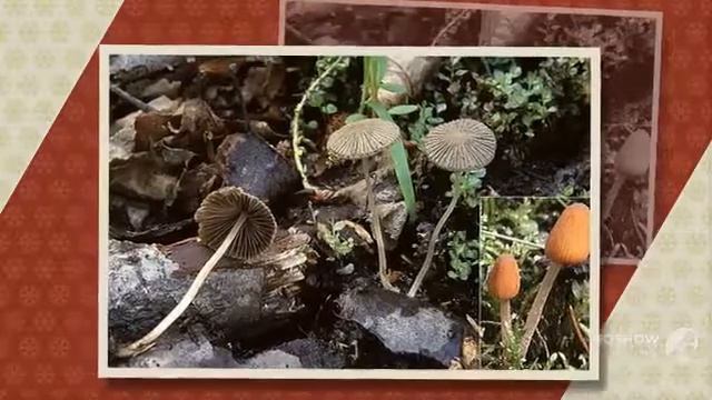 Coprinus impatiens - fungi kingdom смотреть онлайн