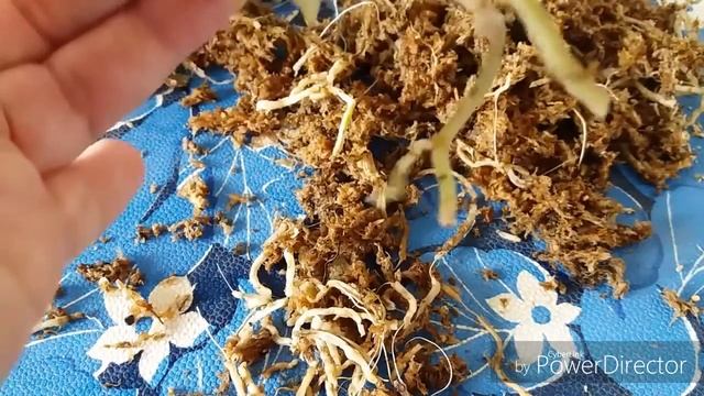 Орхидея Катасетум( Catasetum)пересадка.